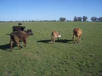 Cows in Argentina